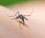 Sharp-nosed mosquitos