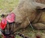 Rhino poaching numbers escalate